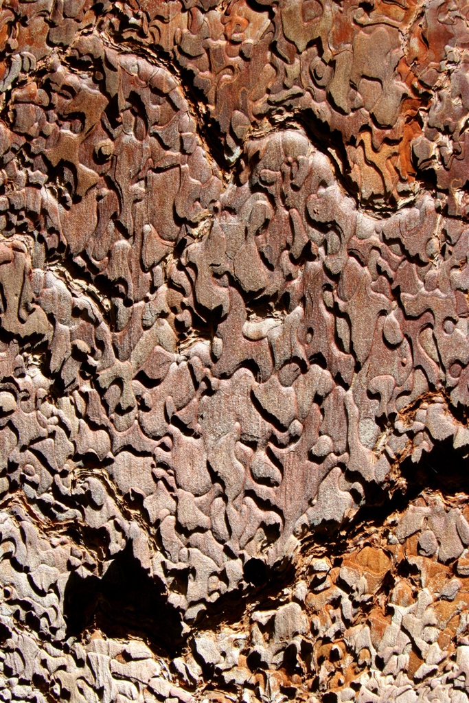 Bark Patterns.jpg