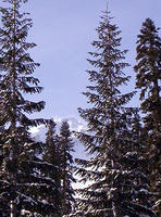 Lassen Volcanic Nat'l Park 013.jpg