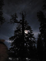 Moon hiding behind a double-tipped tree